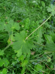 Geranium pyrenaicum