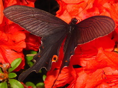 Papilio macilentus