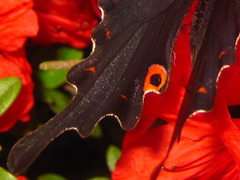 Papilio macilentus