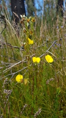 Gompholobium virgatum