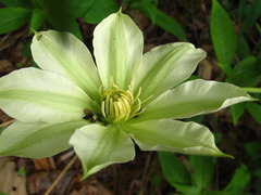 Clematis patens