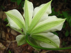 Clematis patens