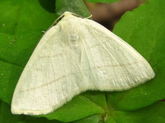 Parabapta clarissa