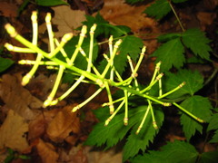 Actaea asiatica