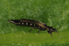Megalurothrips sjostedti