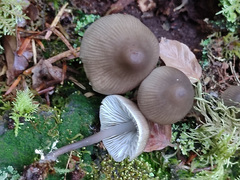 Mycena urania