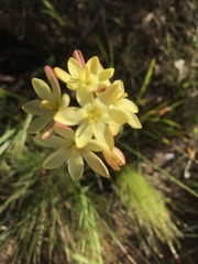 Ixia odorata