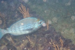 Spondyliosoma emarginatum