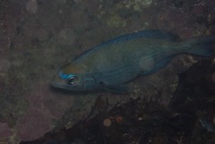 Spondyliosoma emarginatum