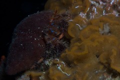 Alcyonidium nodosum