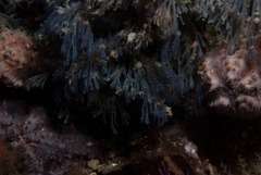 Virididentula dentata