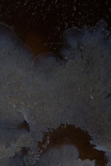 Jellyella tuberculata