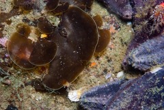 Exallosorus harveyanus