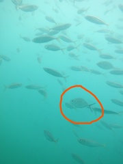 Pseudocaranx georgianus