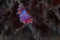 Paraflabellina funeka