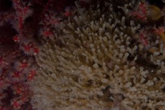 Gigantopora polymorpha