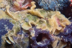Calyptotheca nivea