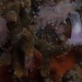 Cylindrical False Coral - Photo (c) Georgina Jones, some rights reserved (CC BY-SA), uploaded by Georgina Jones