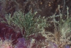 Chaetomorpha linum