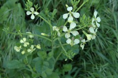 Raphanus raphanistrum raphanistrum