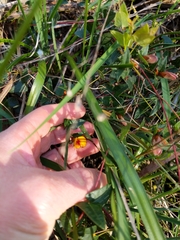 Platylobium obtusangulum