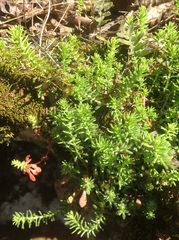 Sedum pulchellum