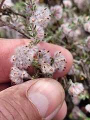 Erica pilosiflora