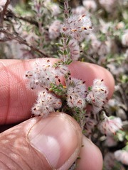 Erica pilosiflora
