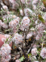 Erica pilosiflora