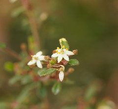 Asterolasia asteriscophora albiflora