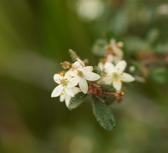 Asterolasia asteriscophora albiflora