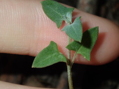 Chenopodium trigonon