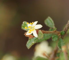 Asterolasia asteriscophora albiflora