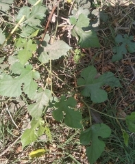 Rubus crataegifolius