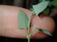Chenopodium trigonon