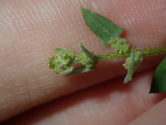 Chenopodium trigonon