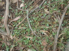 Chenopodium trigonon