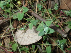 Chenopodium trigonon