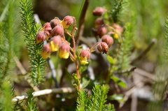 Hermannia concinnifolia
