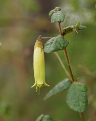 Correa reflexa lobata