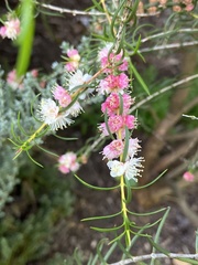 Hypocalymma