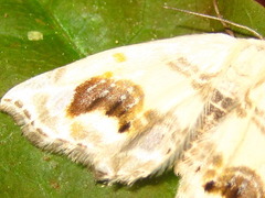 Auzata nigrata