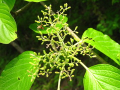 Cornus controversa