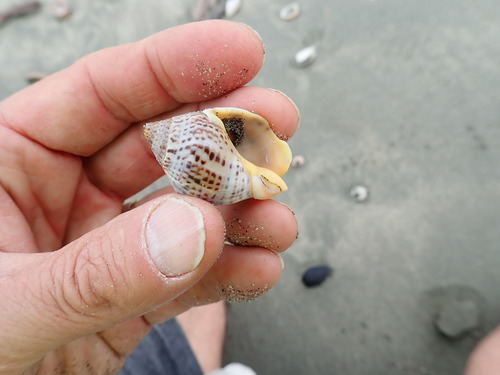 photo of Speckled Whelk (Cominella adspersa)