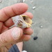 photo of Speckled Whelk (Cominella adspersa)