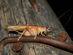 Stictogryllacris