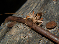 Stictogryllacris