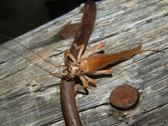Stictogryllacris