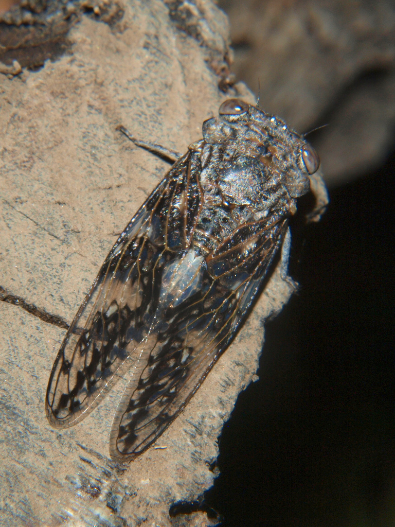 Stern Cicada