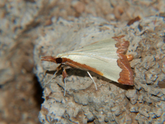 Autocharis
